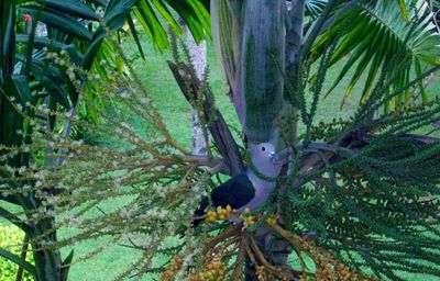 Close-up of lizard on tree