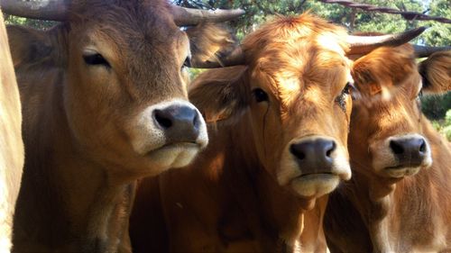 Close-up of cows