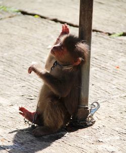 Monkey in zoo 