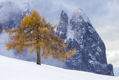 Tree on snow covered land against cloudy sky during snowfall
