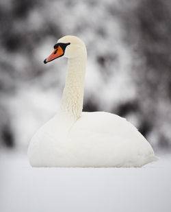 Close-up of mute swan on ice during winter