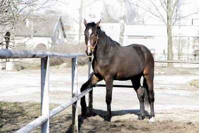 Beautiful horse