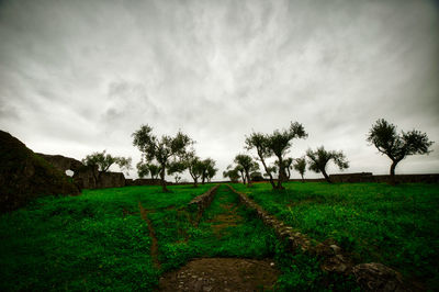 Scenic view of agricultural field against sky