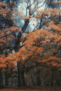 Trees in forest during autumn