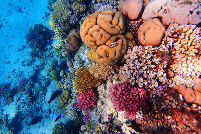 High angle view of coral in sea