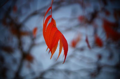 Close-up of red leaf