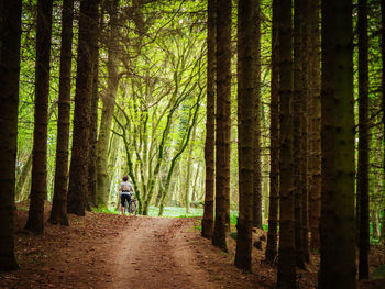 Rear view of man walking in forest