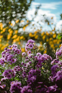 Close-up of pink flowering plants on field