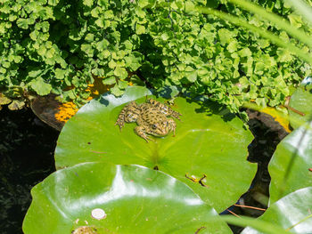 High angle view of turtle in water