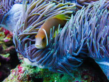 Close-up of fish swimming in sea