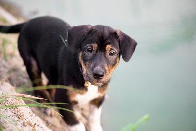 Close-up portrait of dog