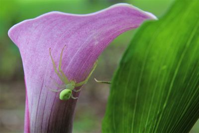 Close-up of insect on flower