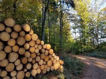 Stack of logs in forest