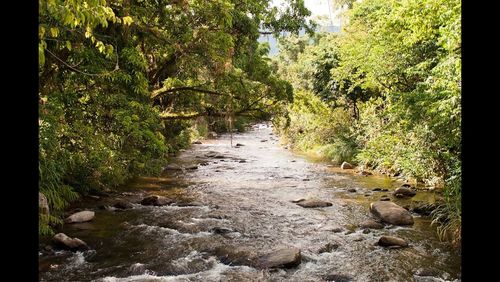 Stream passing through forest