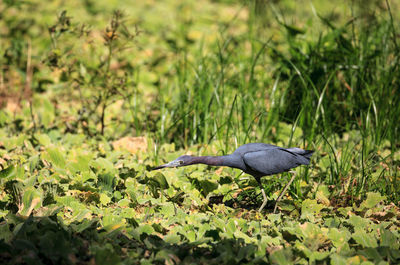 High angle view of gray heron on plants