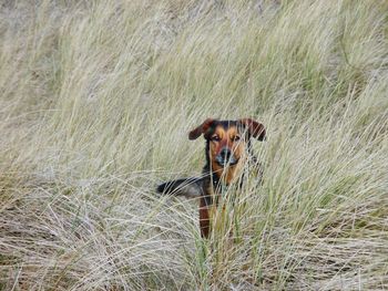 Portrait of dog on field