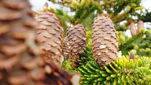 Close-up of pine cone on tree