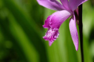 Close-up of purple flowering plant