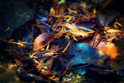 Close-up of leaves
