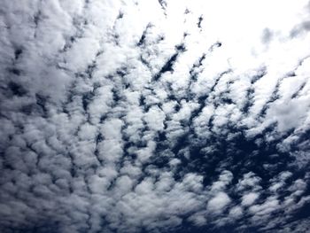 Close-up of birds against sky