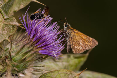 Close-up of honey bee on thistle