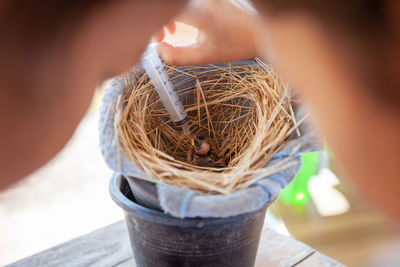 Close-up of hand holding bird in nest