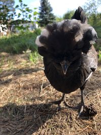 Close-up of a bird on field