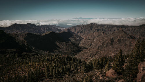 Rocky mountains with forest