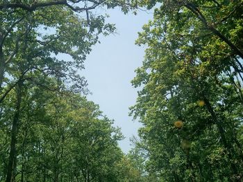 Low angle view of tree against sky