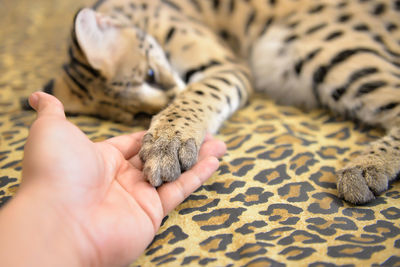 Cropped hand holding cat paw