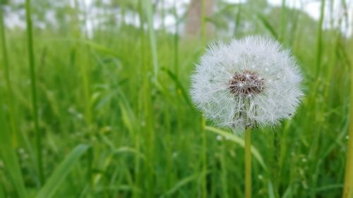 Close-up of dandelion flower on field