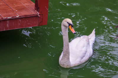 High angle view of swan swimming in lake