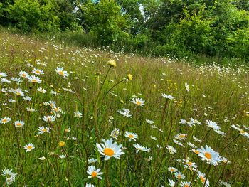 White daisy flowers on field