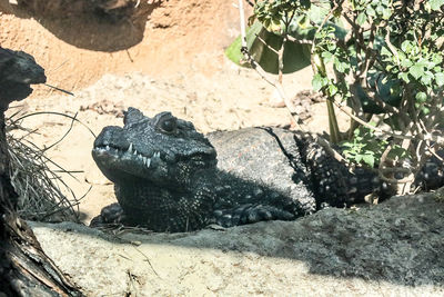 Close-up of crocodile on rock