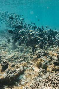 Fish swimming in sea