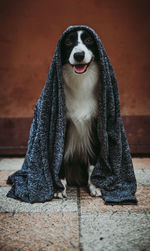 Portrait of dog wearing hat sitting outdoors