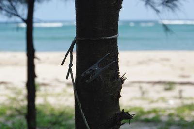 Close-up of wooden post on tree trunk by sea