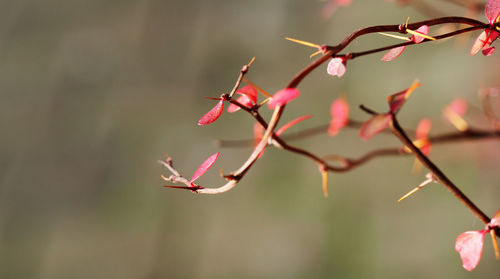 Close-up of red flowers