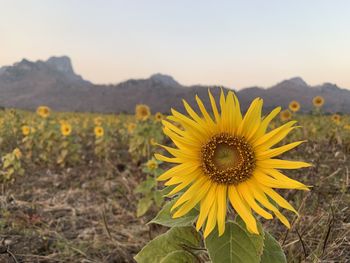 Close-up of sunflower on field against sky