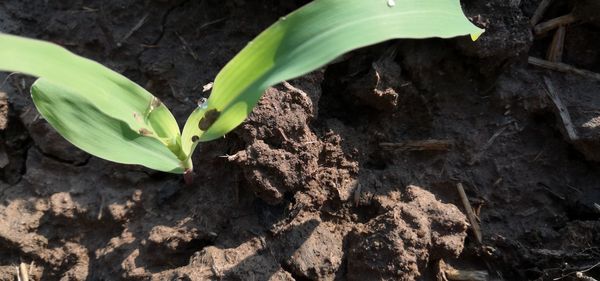 Close-up of small plant growing on field