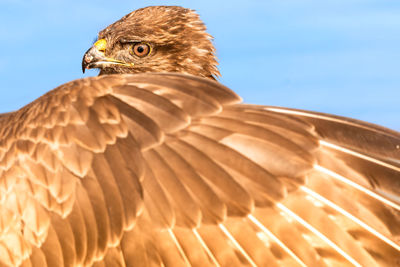 Close-up of a bird against the sky