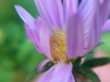 Close-up of pink flower