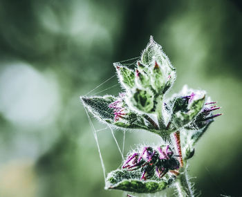 Close-up of butterfly on plant