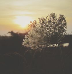 Close-up of plants against sunset