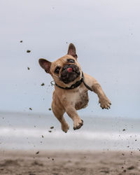 Portrait of dog running on beach