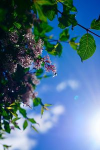 Low angle view of purple flowering plant against sky