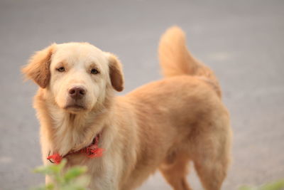 Close-up of a dog