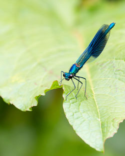 Close up of a blue male banded demoiselle, calopteryx splendens, resting on a green leaf