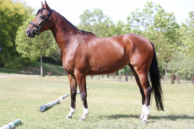 Horse standing on field