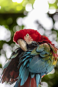 bird